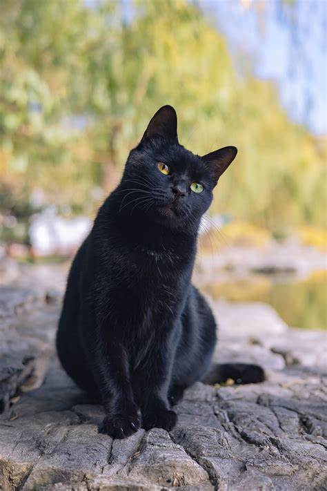 黑猫